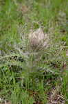 Yellow thistle <BR>Purple thistle